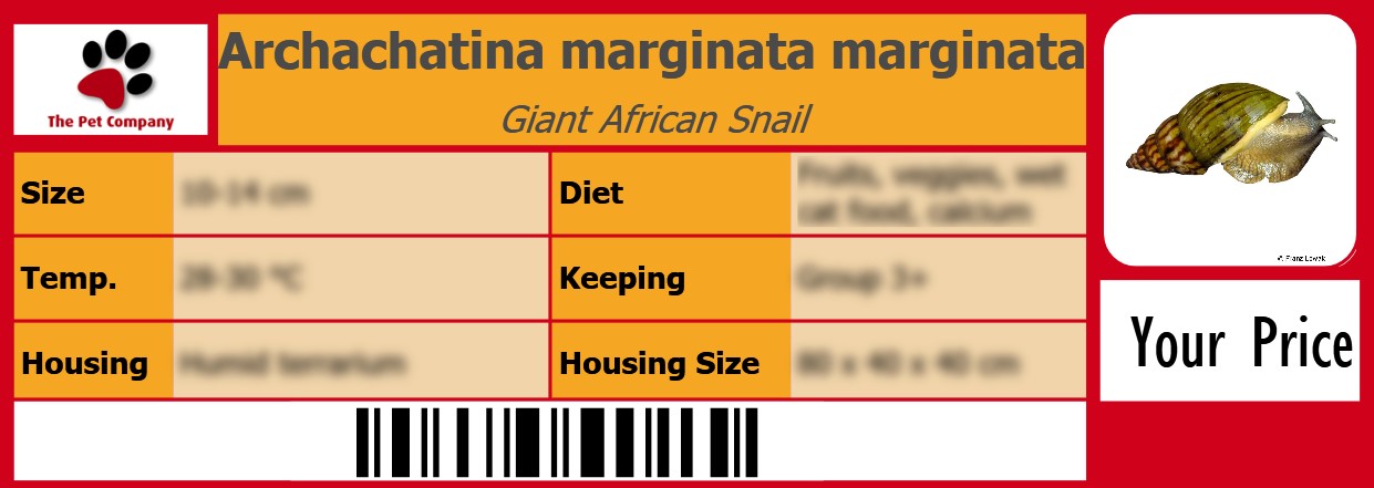 Archachatina marginata marginata Giant African Snail 105 x 38 mm