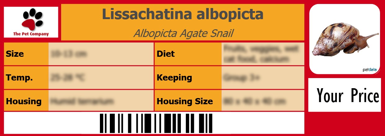 Lissachatina albopicta Albopicta Agate Snail 105 x 38 mm