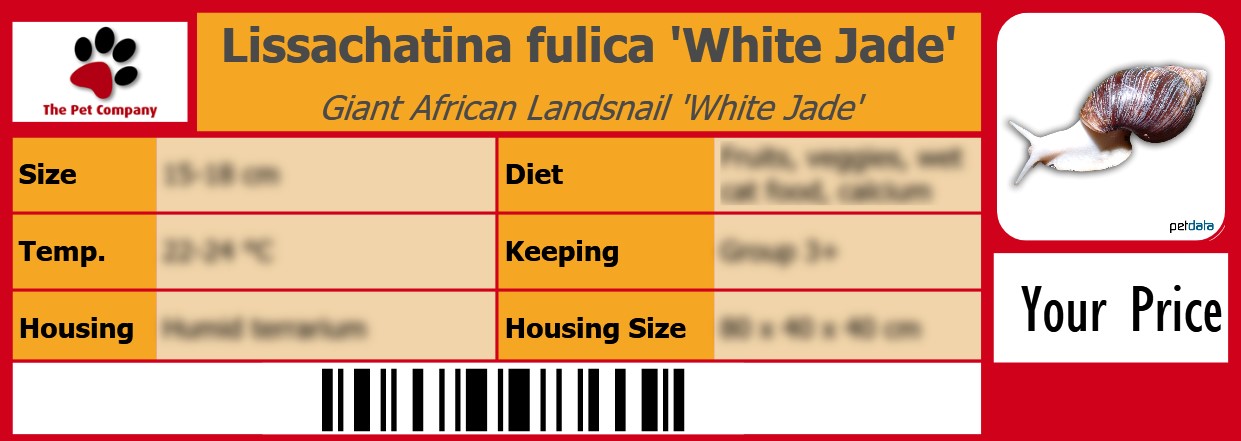 Lissachatina fulica 'White Jade' Giant African Landsnail 'White Jade' 105 x 38 mm