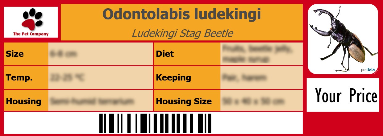 Odontolabis ludekingi Ludekingi Stag Beetle 105 x 38 mm