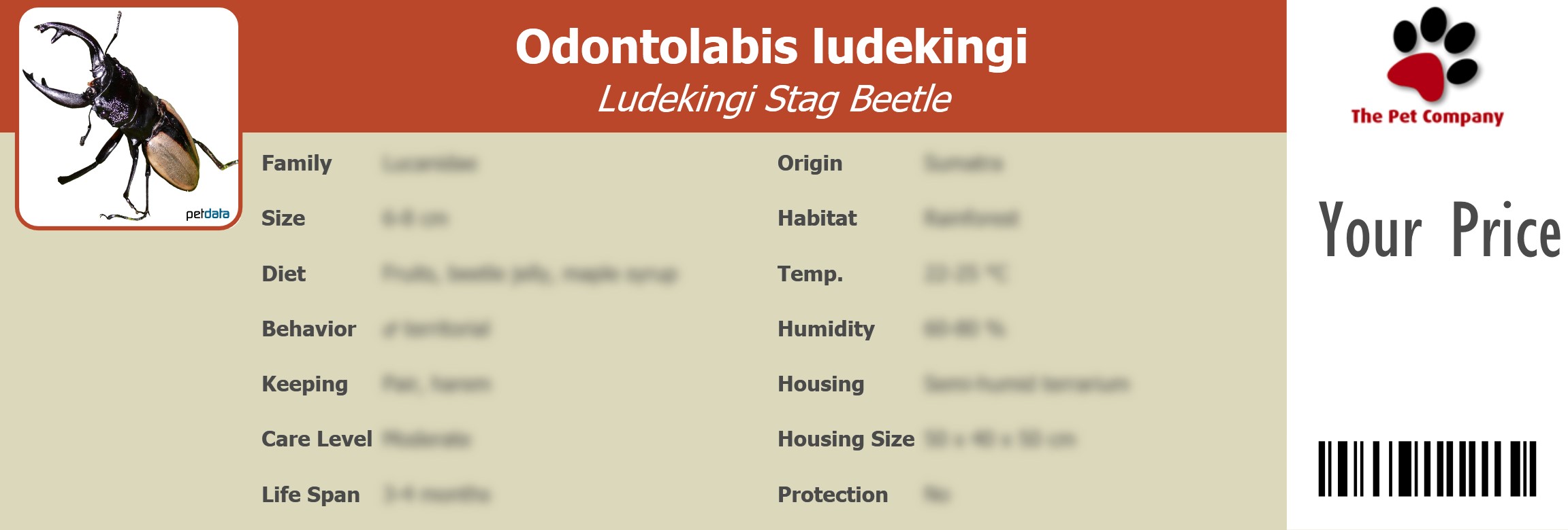 Odontolabis ludekingi Ludekingi Stag Beetle 195 x 66 mm