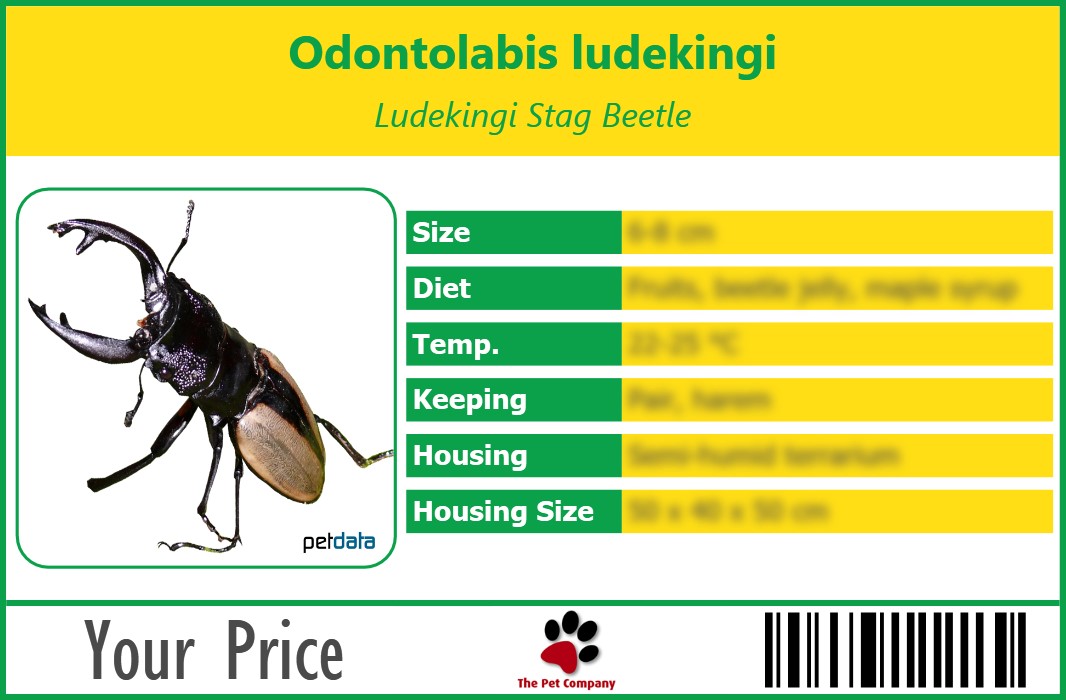 Odontolabis ludekingi Ludekingi Stag Beetle 90 x 60 mm