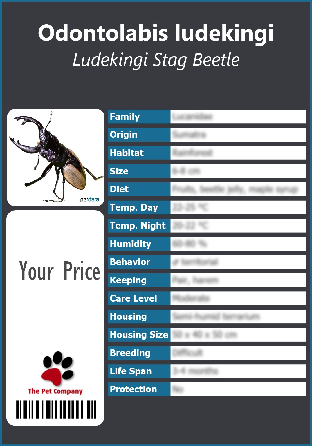 Odontolabis ludekingi Ludekingi Stag Beetle 91 x 130 mm