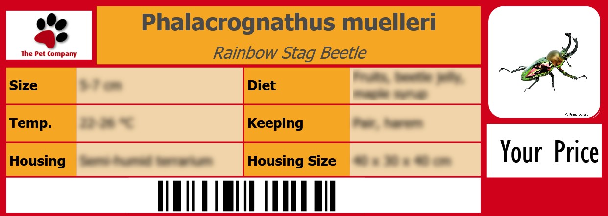 Phalacrognathus muelleri Rainbow Stag Beetle 105 x 38 mm