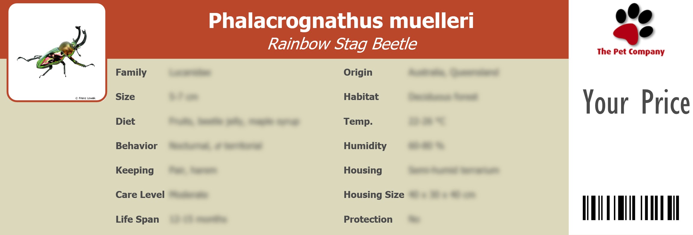 Phalacrognathus muelleri Rainbow Stag Beetle 195 x 66 mm