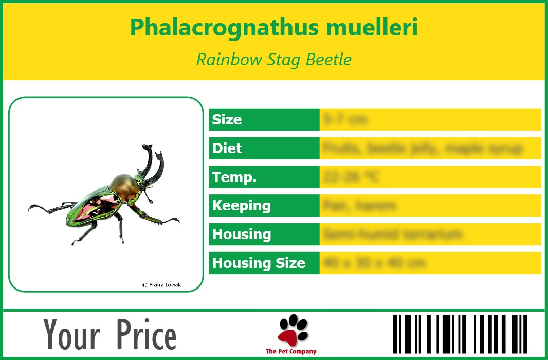 Phalacrognathus muelleri Rainbow Stag Beetle 90 x 60 mm
