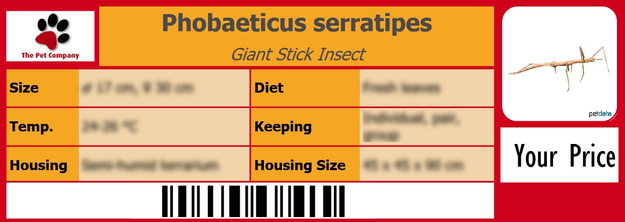 Phobaeticus serratipes Giant Stick Insect 105 x 38 mm