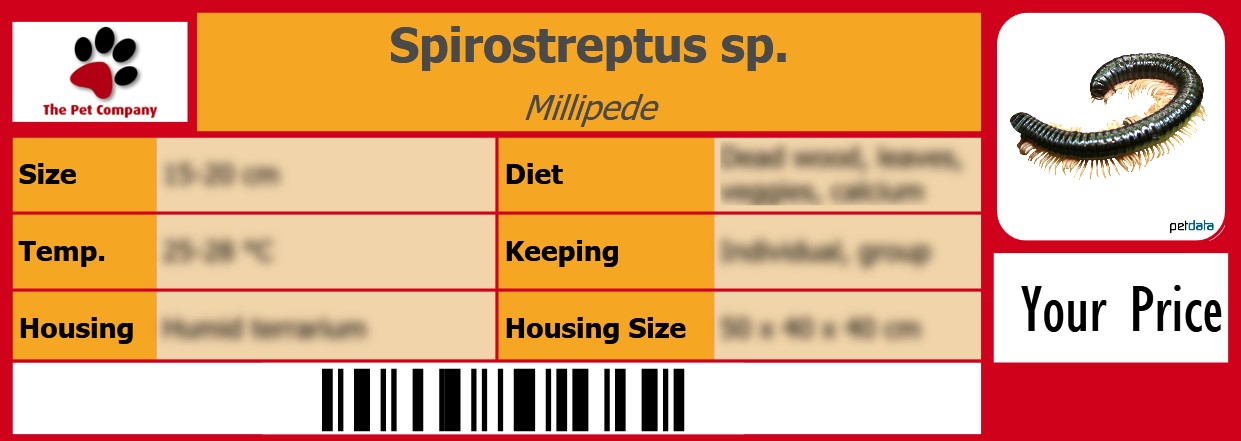 Spirostreptus sp. Millipede 105 x 38 mm