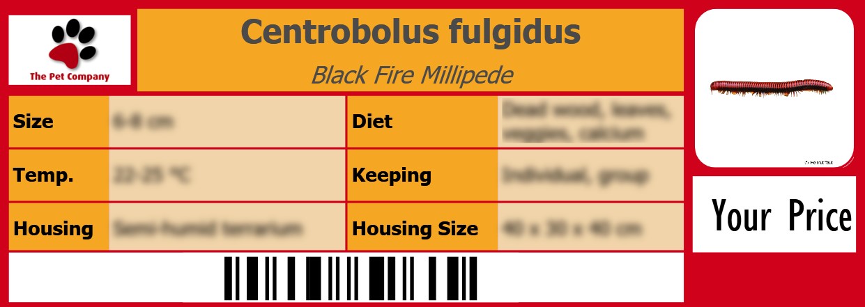 Centrobolus fulgidus Black Fire Millipede 105 x 38 mm