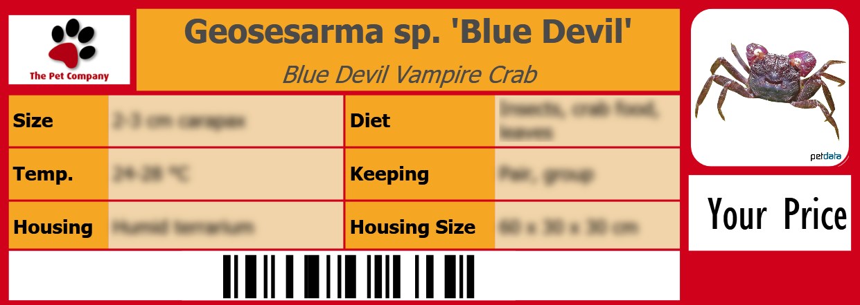 Geosesarma sp. 'Blue Devil' Blue Devil Vampire Crab 105 x 38 mm