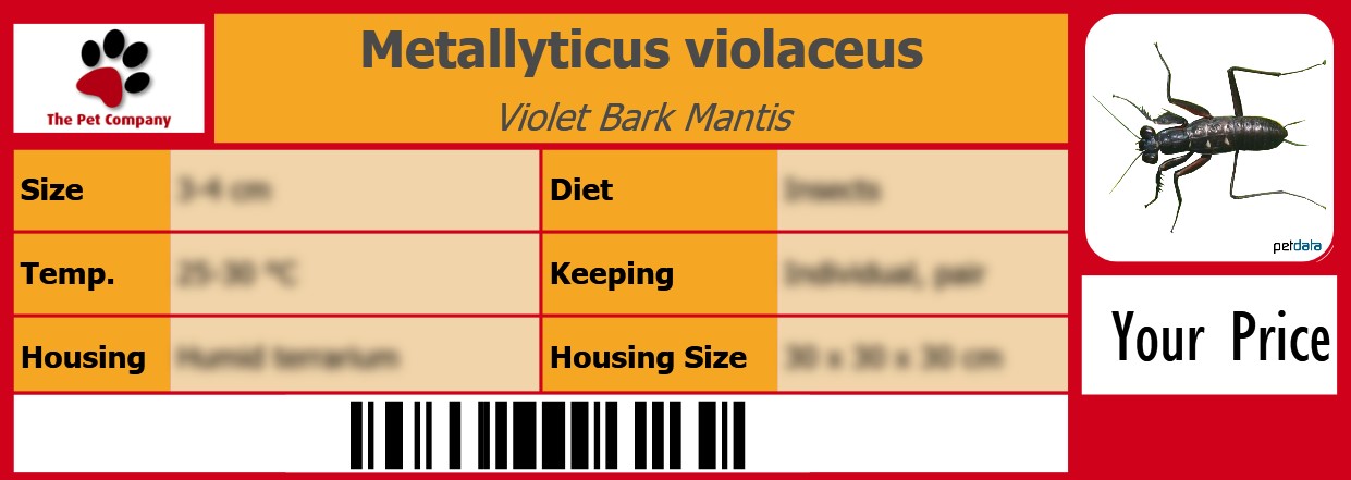 Metallyticus violaceus Violet Bark Mantis 105 x 38 mm