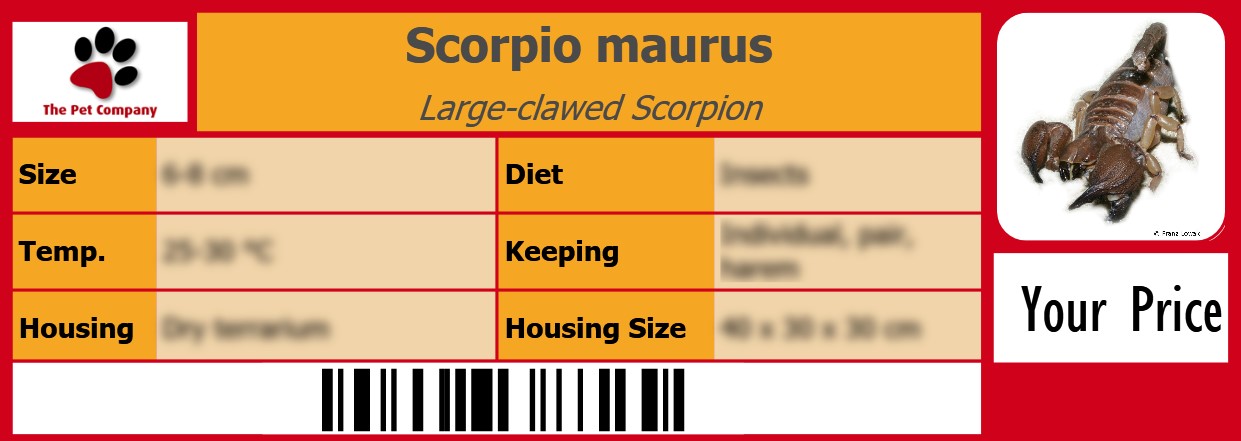 Scorpio maurus Large-clawed Scorpion 105 x 38 mm