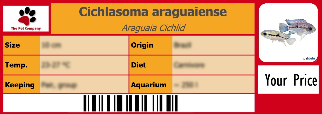 Cichlasoma araguaiense Araguaia Cichlid 105 x 38 mm