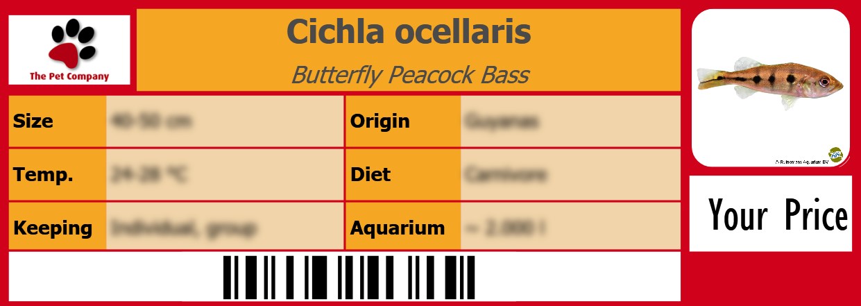 Cichla ocellaris Butterfly Peacock Bass 105 x 38 mm