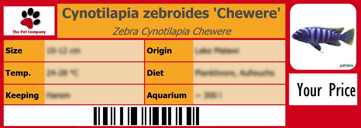 Cynotilapia zebroides 'Chewere' Zebra Cynotilapia Chewere 105 x 38 mm