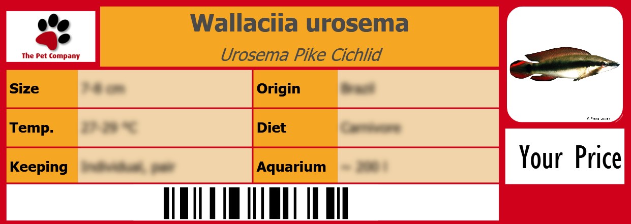 Wallaciia urosema Urosema Pike Cichlid 105 x 38 mm