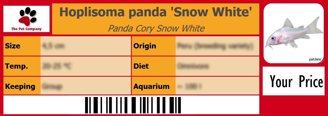 Hoplisoma panda 'Snow White' Panda Cory Snow White 105 x 38 mm