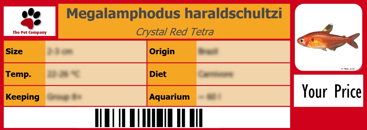 Megalamphodus haraldschultzi Crystal Red Tetra 105 x 38 mm