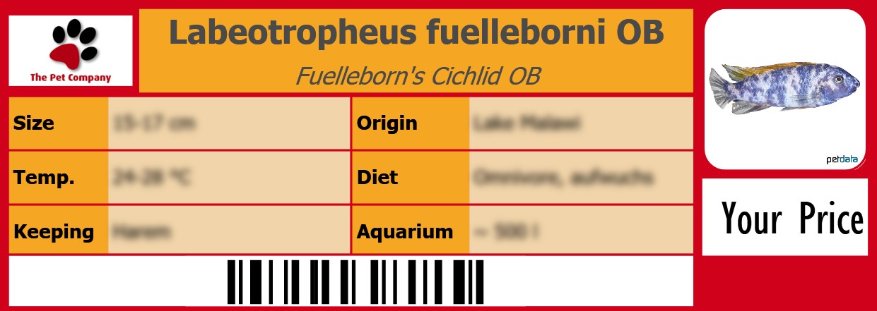 Labeotropheus fuelleborni OB Fuelleborn's Cichlid OB 105 x 38 mm