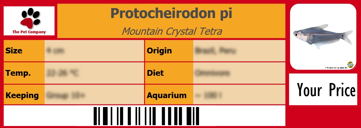 Protocheirodon pi Mountain Crystal Tetra 105 x 38 mm