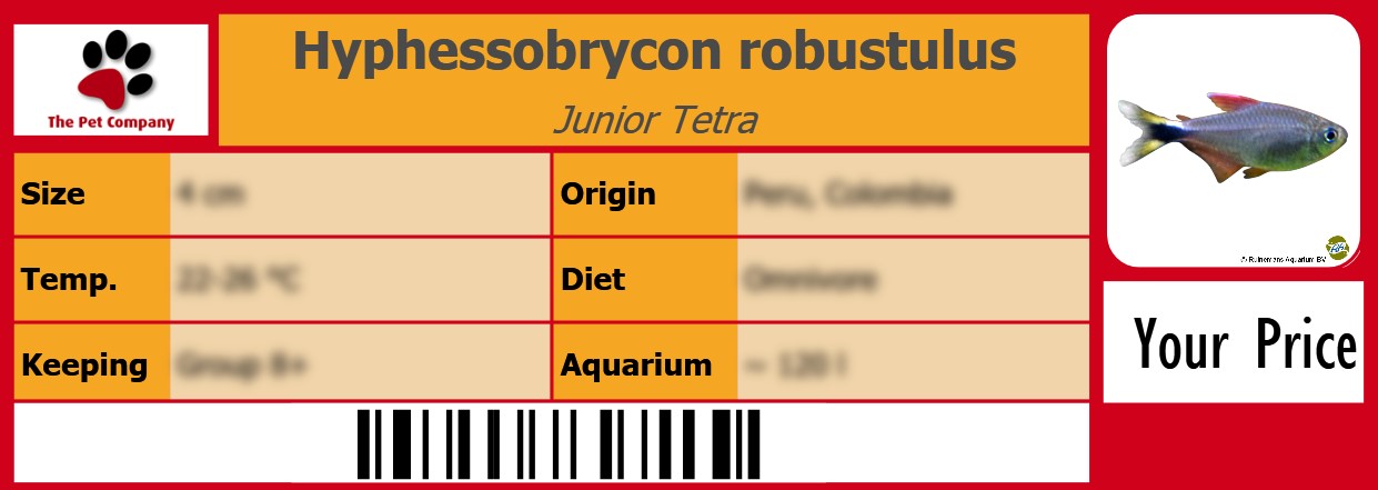 Hyphessobrycon robustulus Junior Tetra 105 x 38 mm