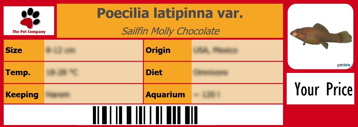 Poecilia latipinna var. Sailfin Molly Chocolate 105 x 38 mm