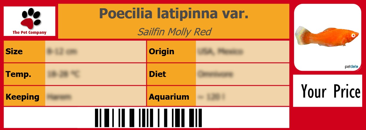 Poecilia latipinna var. Sailfin Molly Red 105 x 38 mm
