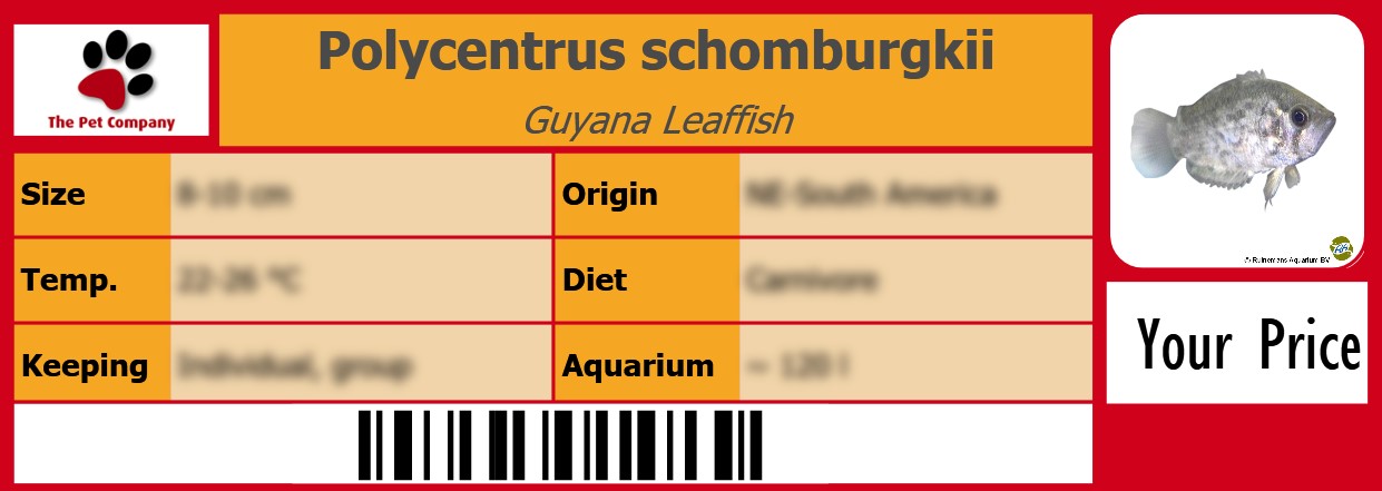 Polycentrus schomburgkii Guyana Leaffish 105 x 38 mm