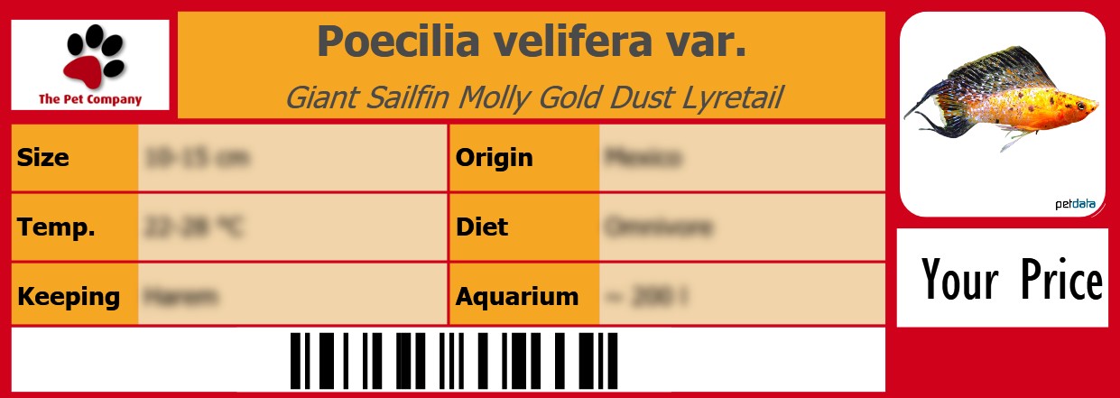 Poecilia velifera var. Giant Sailfin Molly Gold Dust Lyretail 105 x 38 mm