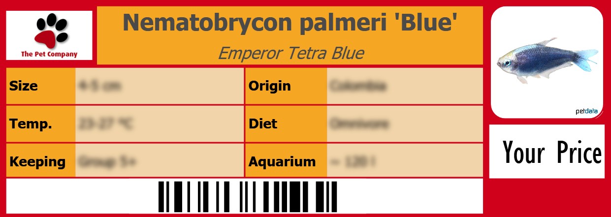 Nematobrycon palmeri 'Blue' Emperor Tetra Blue 105 x 38 mm