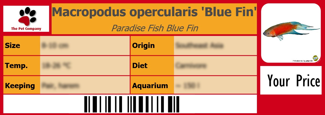 Macropodus opercularis 'Blue Fin' Paradise Fish Blue Fin 105 x 38 mm