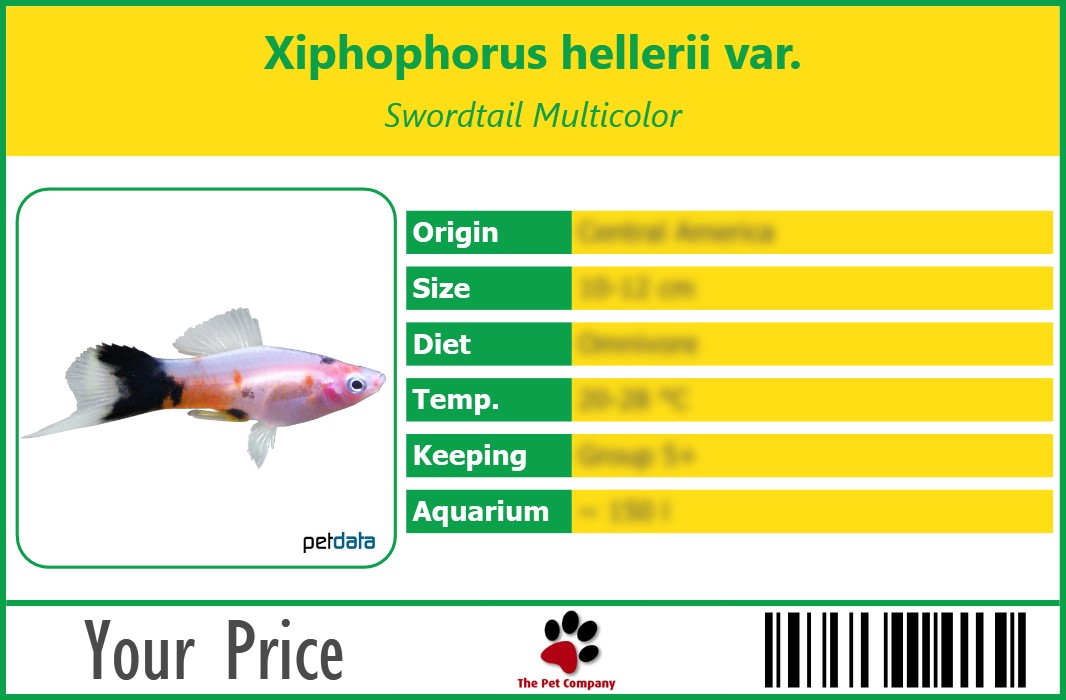 Xiphophorus hellerii var. Swordtail Multicolor 90 x 60 mm
