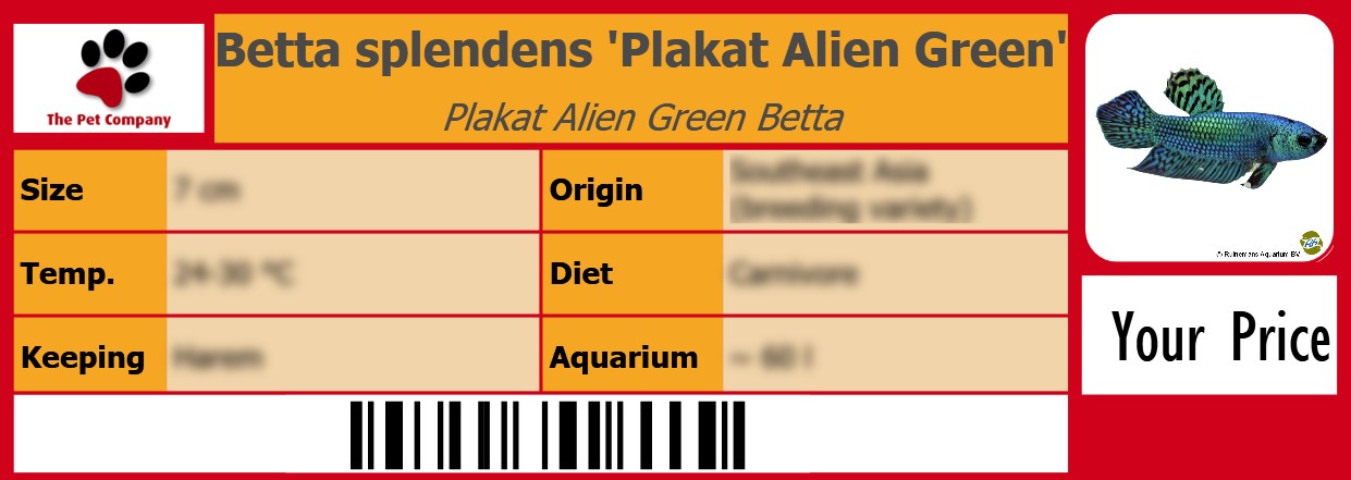 Betta splendens 'Plakat Alien Green' Plakat Alien Green Betta 105 x 38 mm