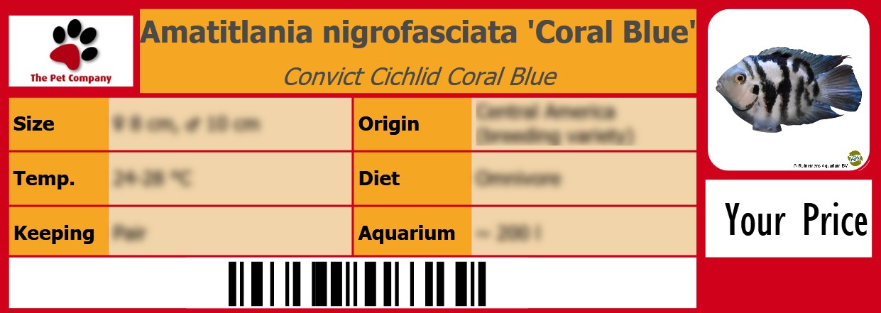 Amatitlania nigrofasciata 'Coral Blue' Convict Cichlid Coral Blue 105 x 38 mm