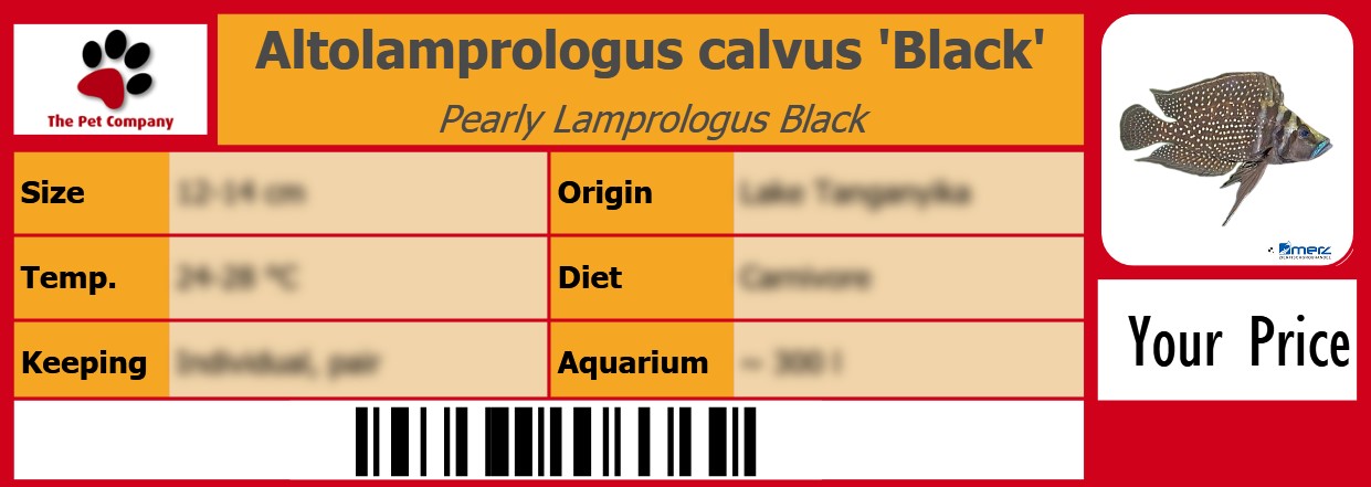 Altolamprologus calvus 'Black' Pearly Lamprologus Black 105 x 38 mm