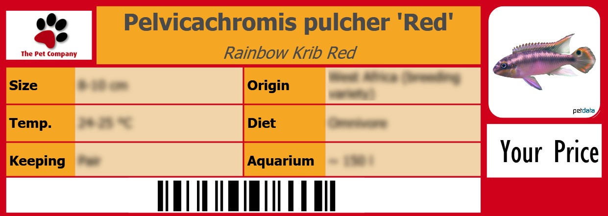 Pelvicachromis pulcher 'Red' Rainbow Krib Red 105 x 38 mm