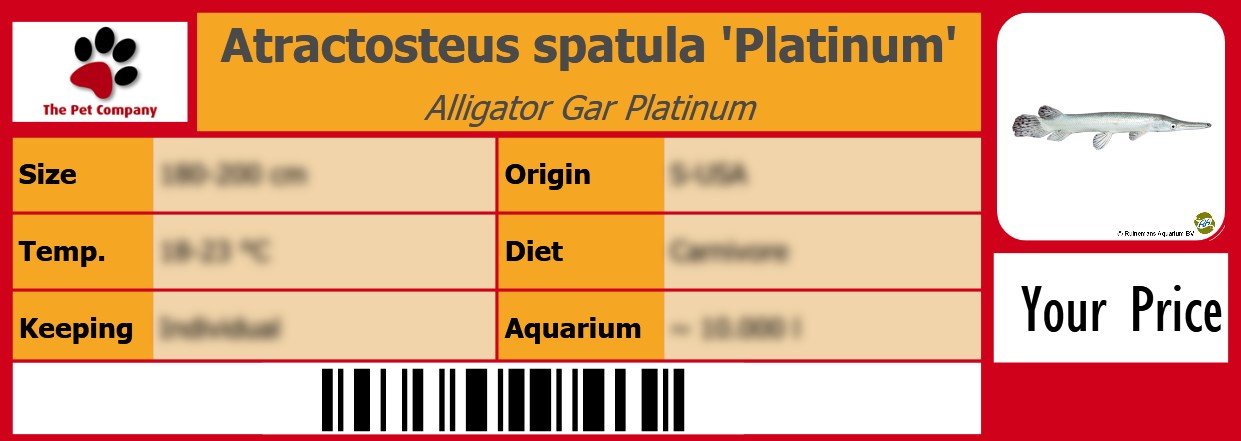 Atractosteus spatula 'Platinum' Alligator Gar Platinum 105 x 38 mm