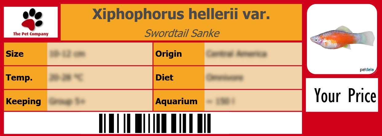 Xiphophorus hellerii var. Swordtail Sanke 105 x 38 mm