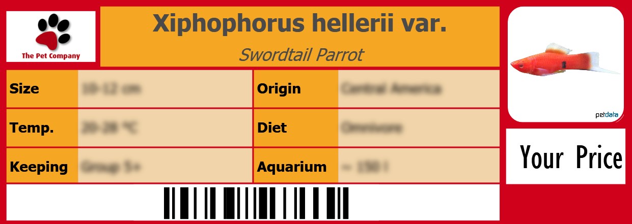 Xiphophorus hellerii var. Swordtail Parrot 105 x 38 mm