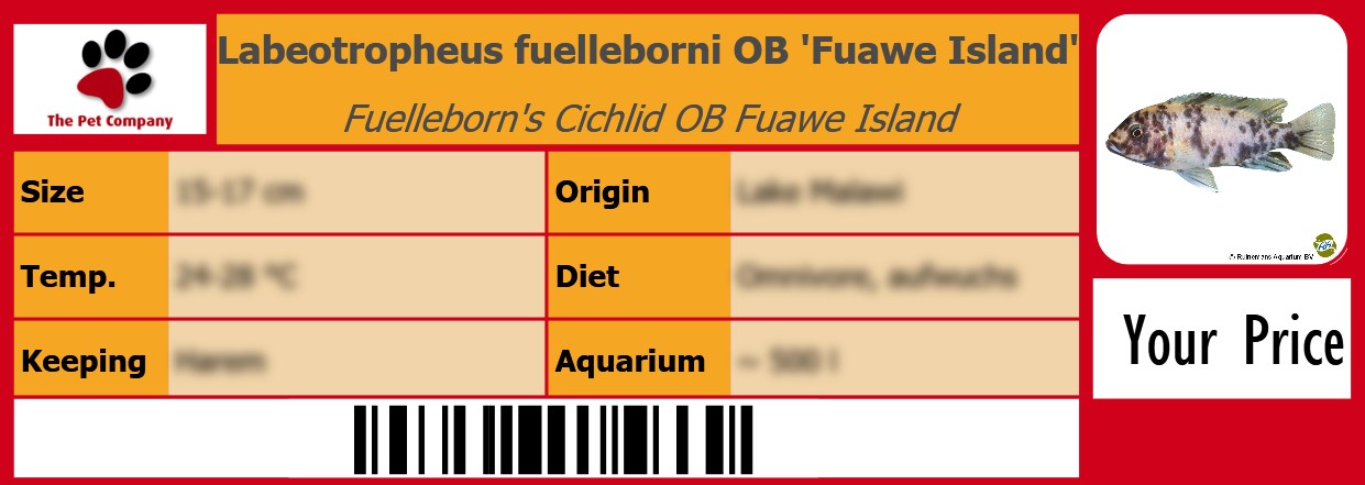 Labeotropheus fuelleborni OB 'Fuawe Island' Fuelleborn's Cichlid OB Fuawe Island 105 x 38 mm