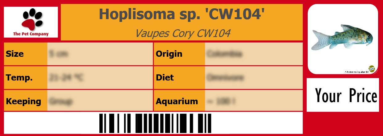 Hoplisoma sp. 'CW104' Vaupes Cory CW104 105 x 38 mm