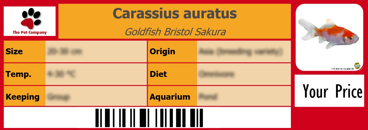 Carassius auratus Goldfish Bristol Sakura 105 x 38 mm