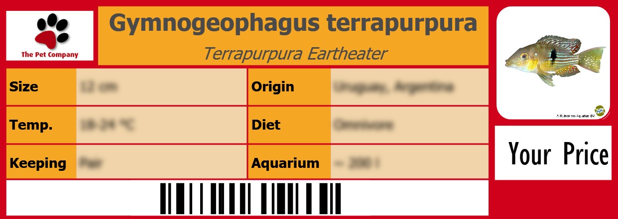 Gymnogeophagus terrapurpura Terrapurpura Eartheater 105 x 38 mm
