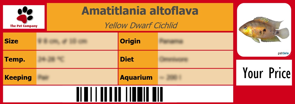 Amatitlania altoflava Yellow Dwarf Cichlid 105 x 38 mm