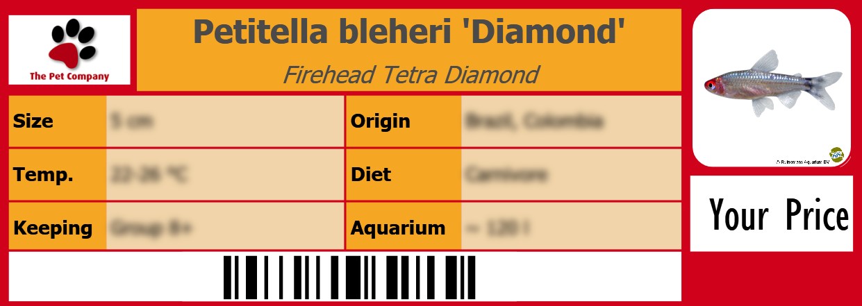 Petitella bleheri 'Diamond' Firehead Tetra Diamond 105 x 38 mm