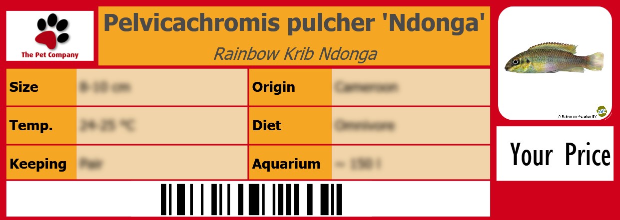 Pelvicachromis pulcher 'Ndonga' Rainbow Krib Ndonga 105 x 38 mm