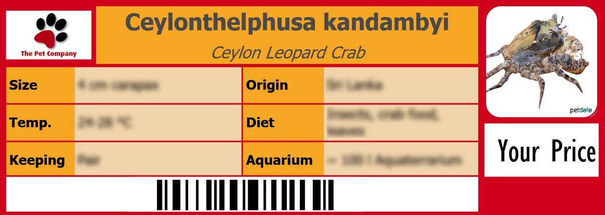 Ceylonthelphusa kandambyi Ceylon Leopard Crab 105 x 38 mm