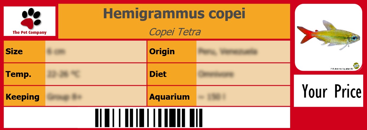 Hemigrammus copei Copei Tetra 105 x 38 mm