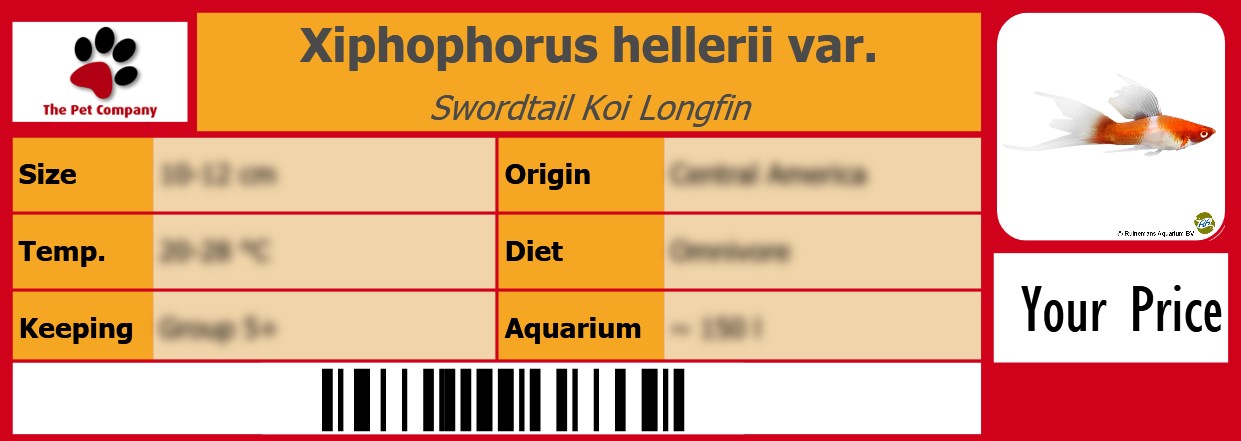 Xiphophorus hellerii var. Swordtail Koi Longfin 105 x 38 mm