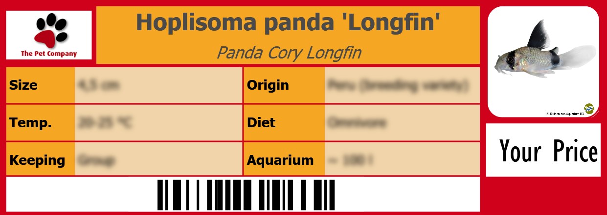 Hoplisoma panda 'Longfin' Panda Cory Longfin 105 x 38 mm